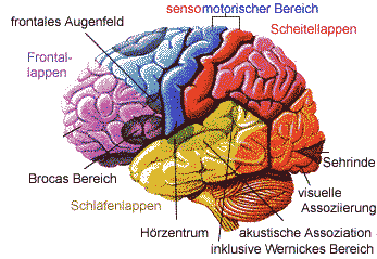 Gehirnregionen Und Ihre Funktionen