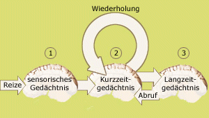 Gehirn Modell Wiederholung