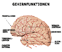 Gehirn funktion