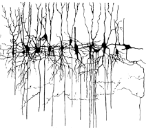 Netzwerk Gehirn Nervenzellen