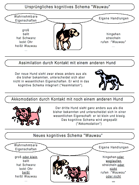 Beispiel für die Veränderung eines kognitiven Schemas durch Assimilation und Akkomodation